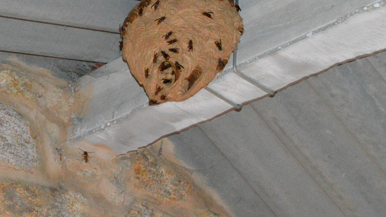 Los bomberos de Madrid han realizado más de 220 rescates de abejas y avispas este año