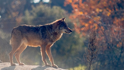Visitamos un centro de recuperación de animales en Cañada Real
