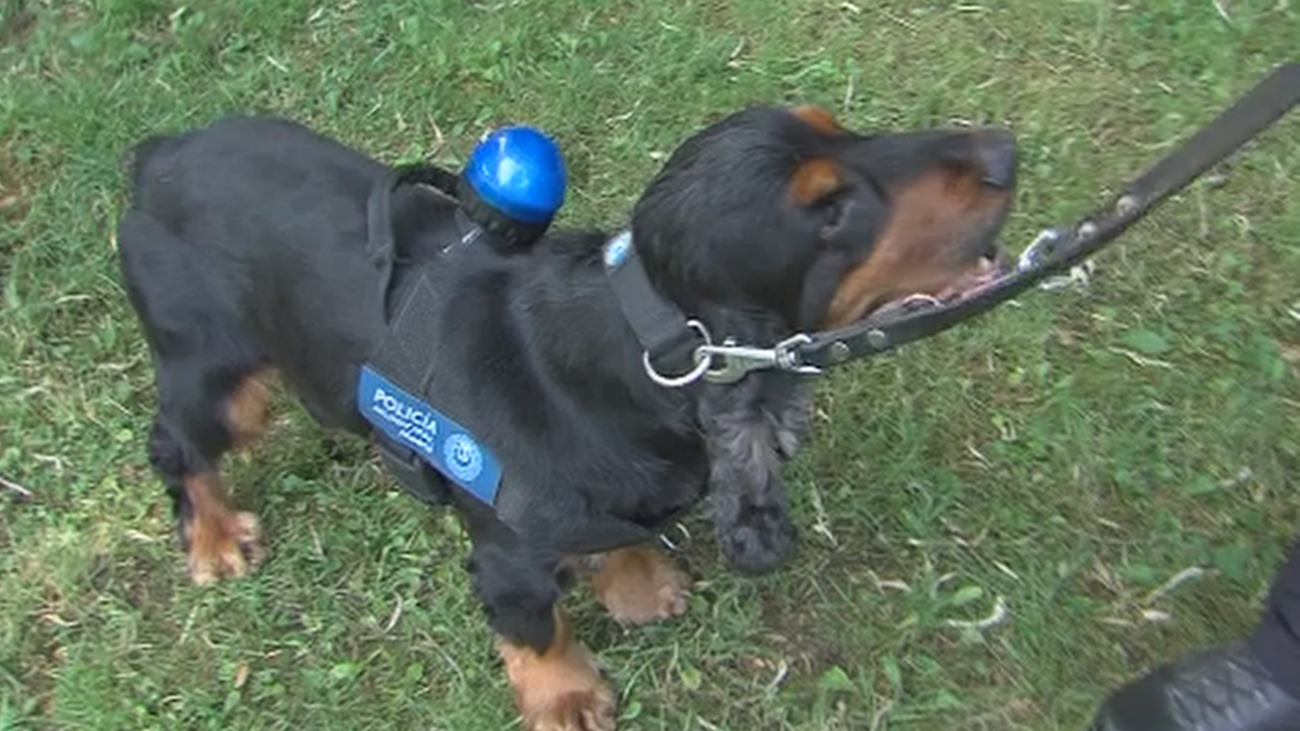 Así se preparan los perros policía de Madrid