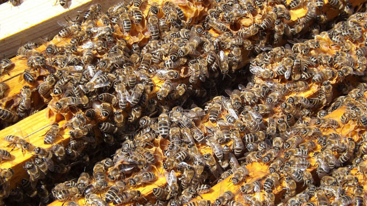 Apicultores apuntan al cambio climático como causa de la muerte de las abejas