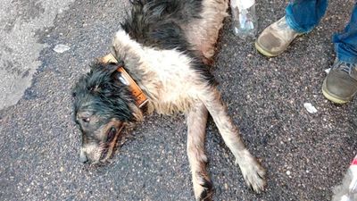Muere asfixiado de calor un perro dentro de un coche en Fuenlabrada