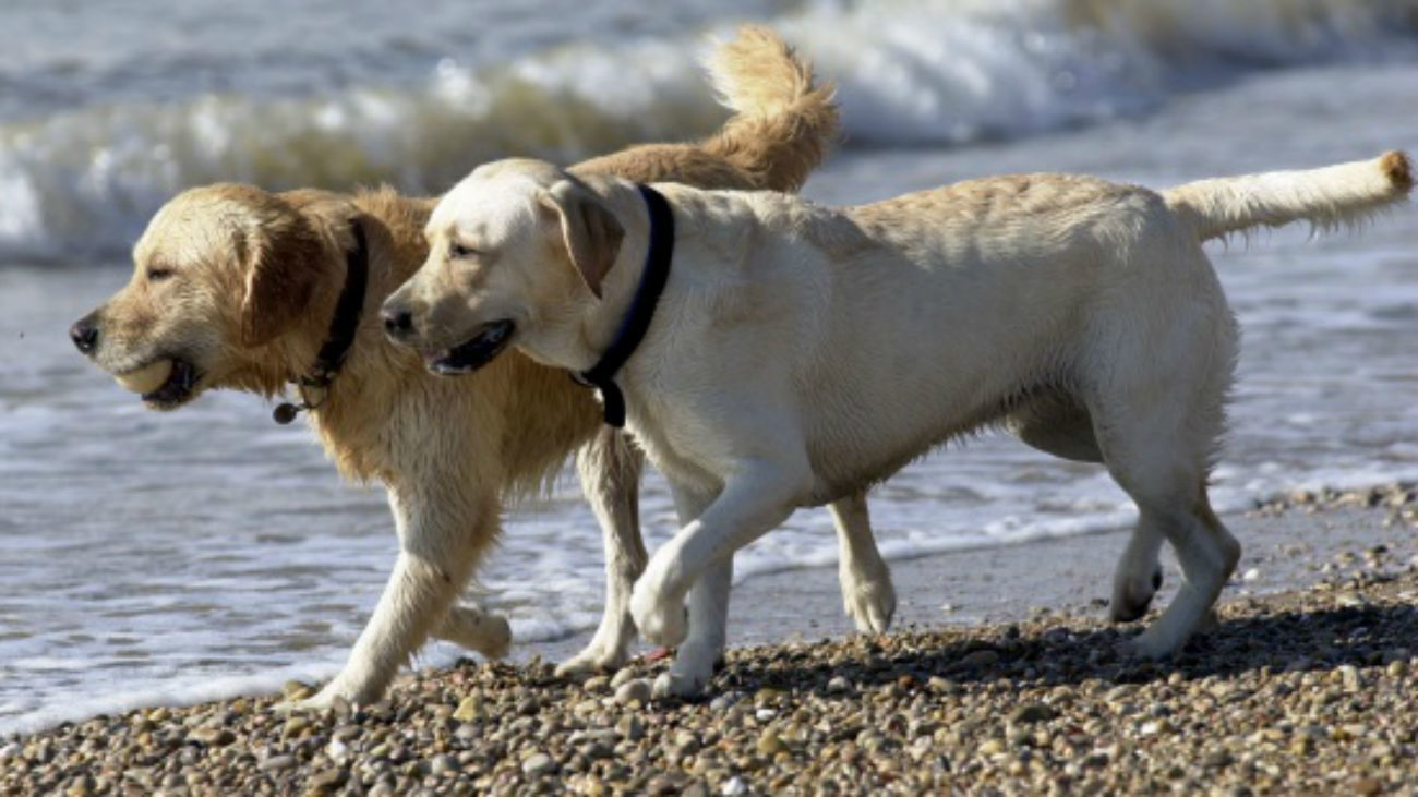 Un laboratorio quiere saber cómo piensan los perros