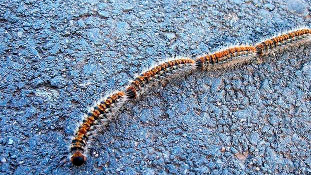 Arranca la campaña contra las procesionarias del pino en Las Rozas