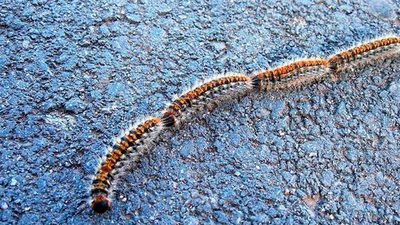 Arranca la campaña contra las procesionarias del pino en Las Rozas