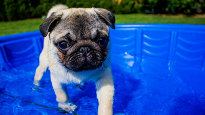 Chapuzón canino en Morata de Tajuña