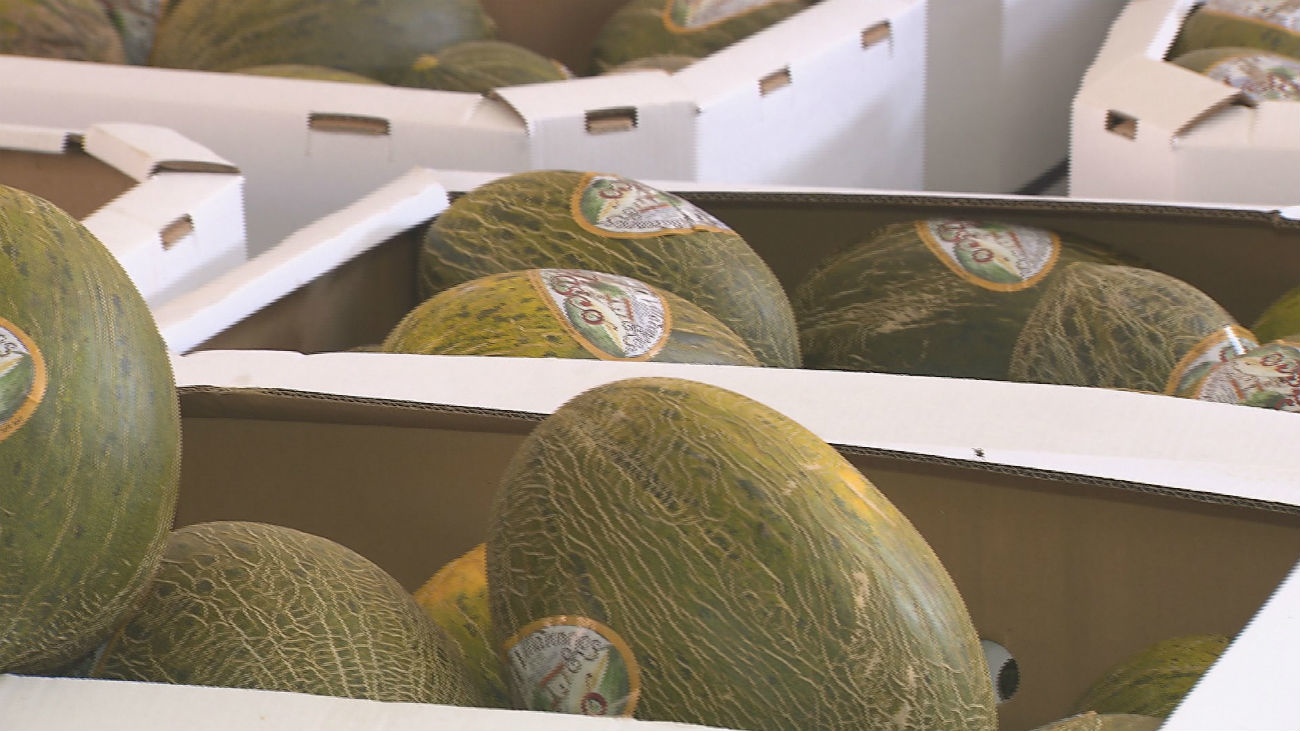 Los melones más famosos de España, en Villaconejos