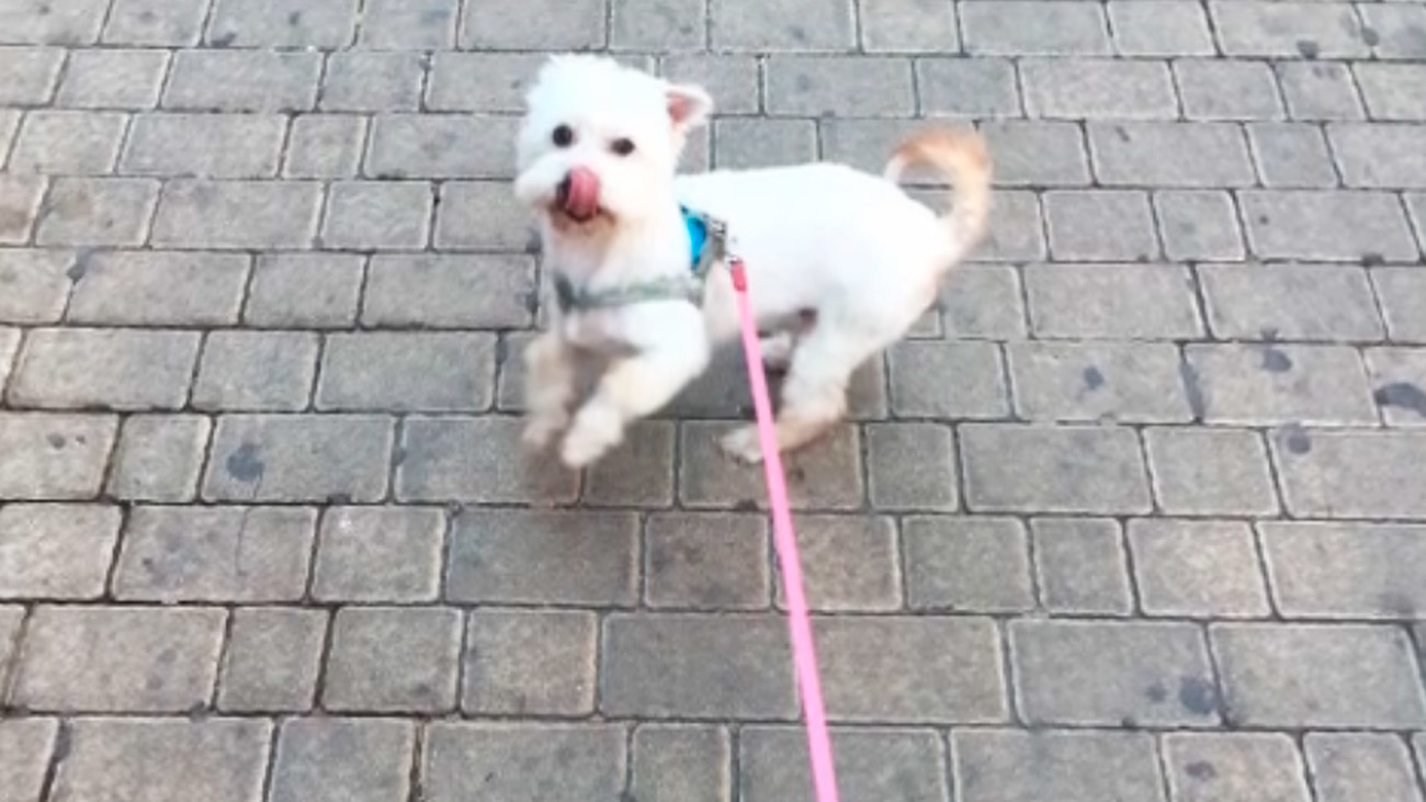 Desaparece una perra de una residencia canina en San Sebastián de los Reyes