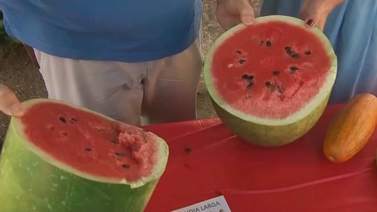 El arca de Noé de las hortalizas