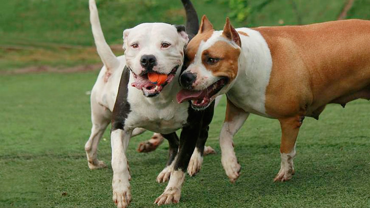 La responsabilidad de los dueños de perros peligrosos, bajo lupa