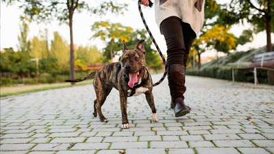 Ataque de un pitbull en Colmenarejo