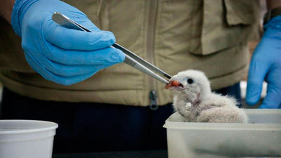 La Comunidad atiende a casi 3.000 animales heridos en lo que va de año