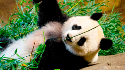 Chulina, la osa panda del Zoo de Madrid, cumple dos años