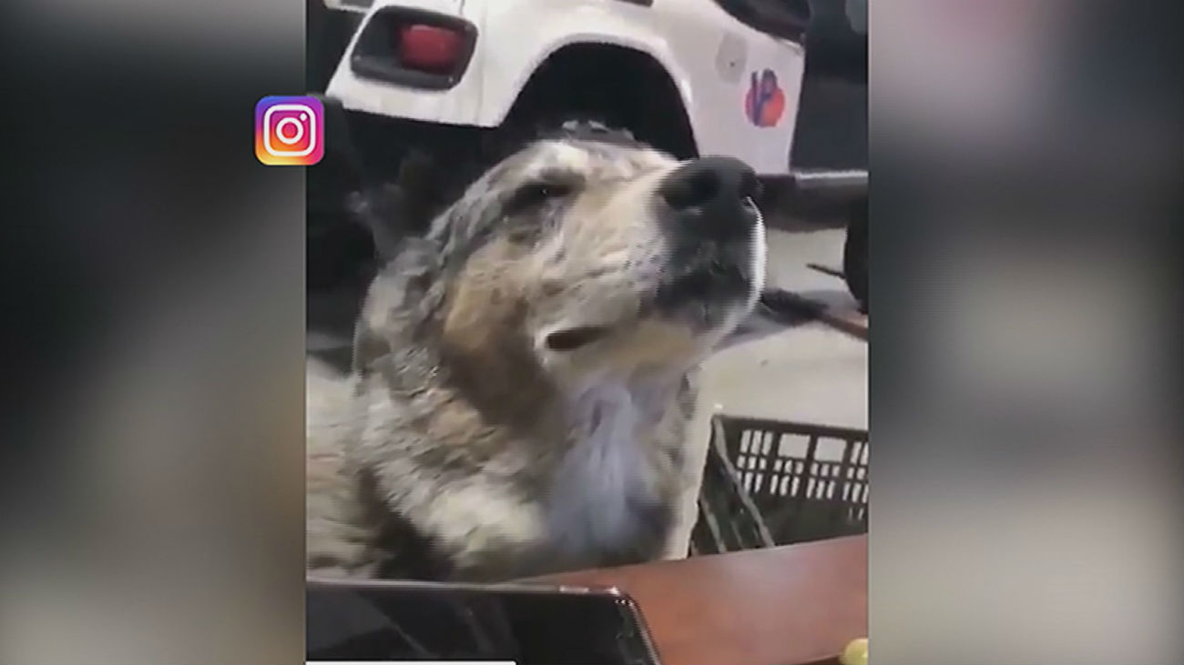 Los perritos más influencers