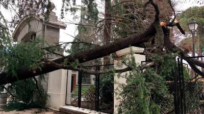 El ayuntamiento estrena un servicio para inspeccionar 545.000 árboles