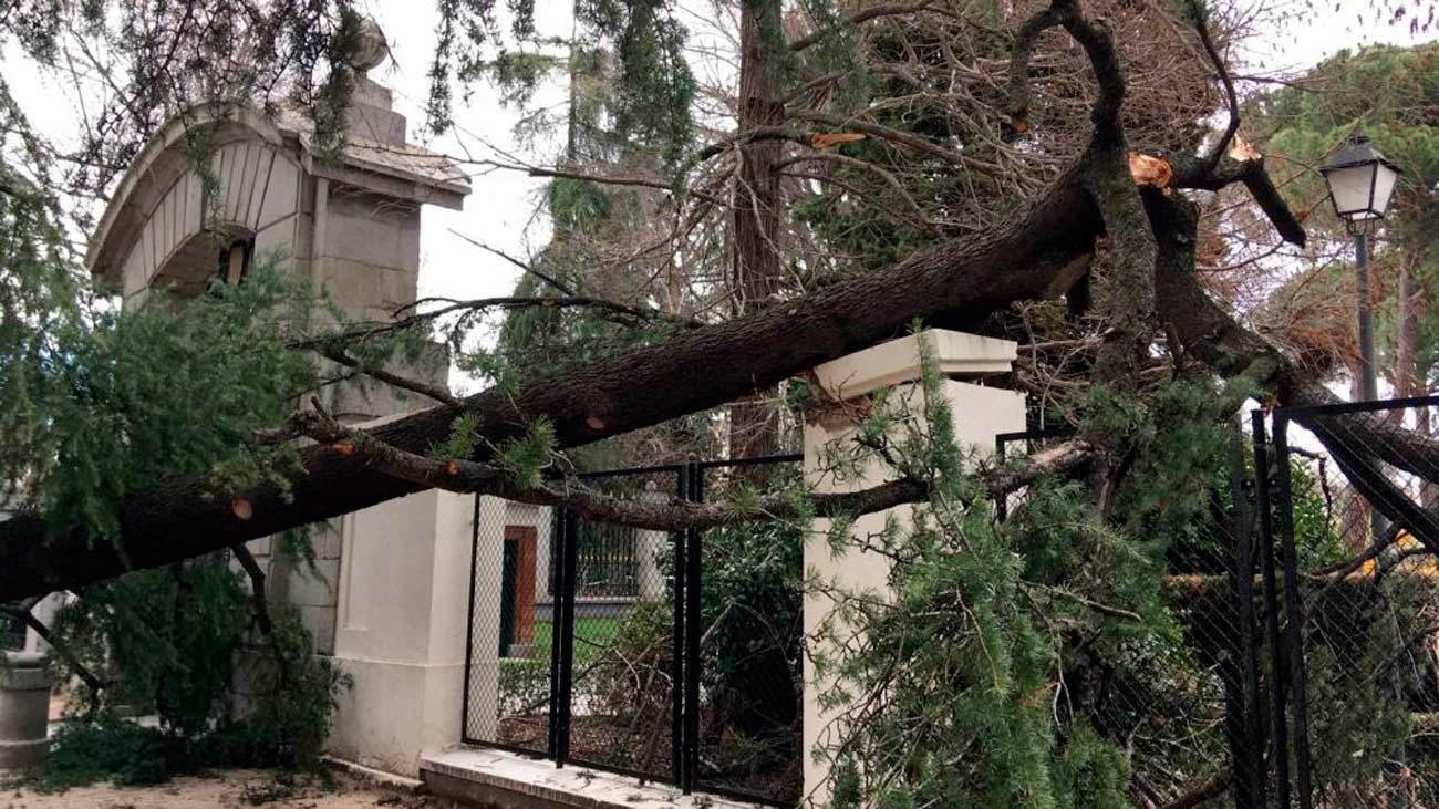 El ayuntamiento estrena un servicio para inspeccionar 545.000 árboles