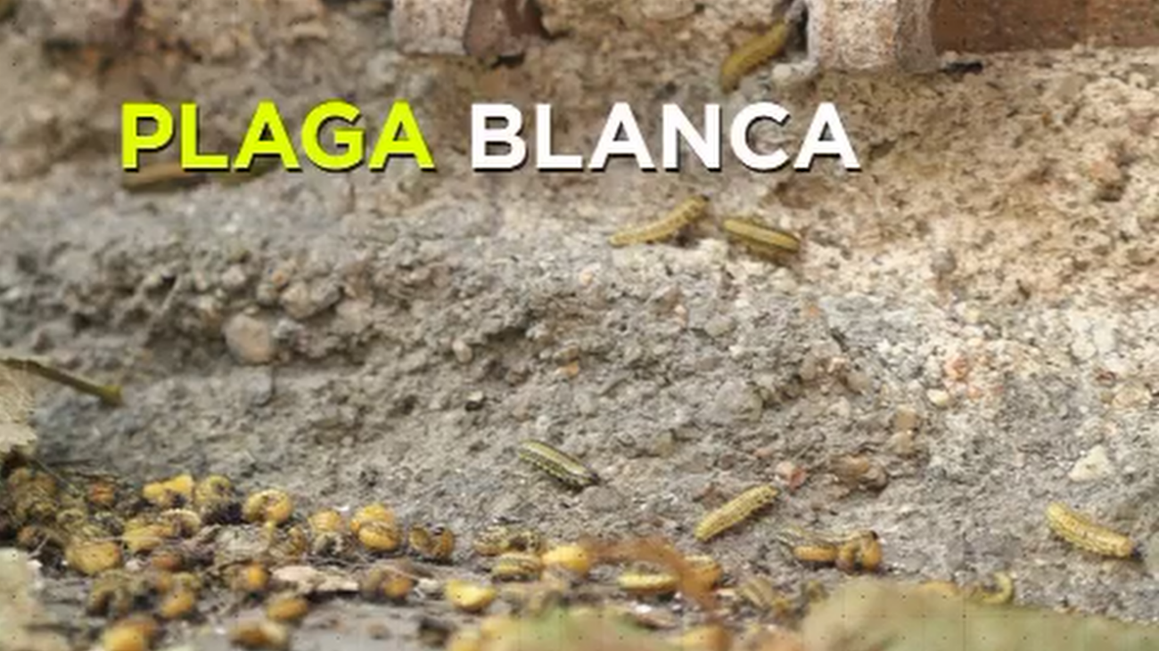 Invadidos por los gusanos en Ciudad Lineal