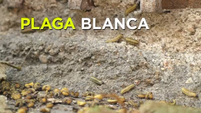 Invadidos por los gusanos en Ciudad Lineal