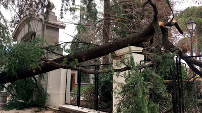 Nuevo servicio del ayuntamiento para controlar los árboles más antiguos