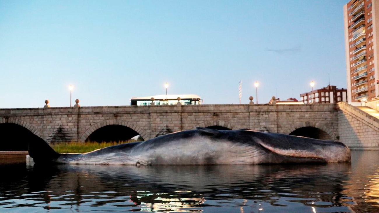 Aparece un cachalote varado en Madrid Río