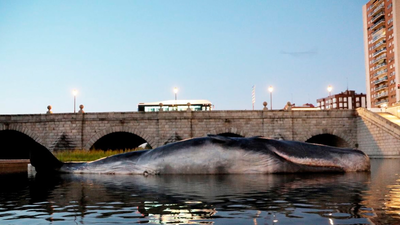 Aparece un cachalote varado en Madrid Río