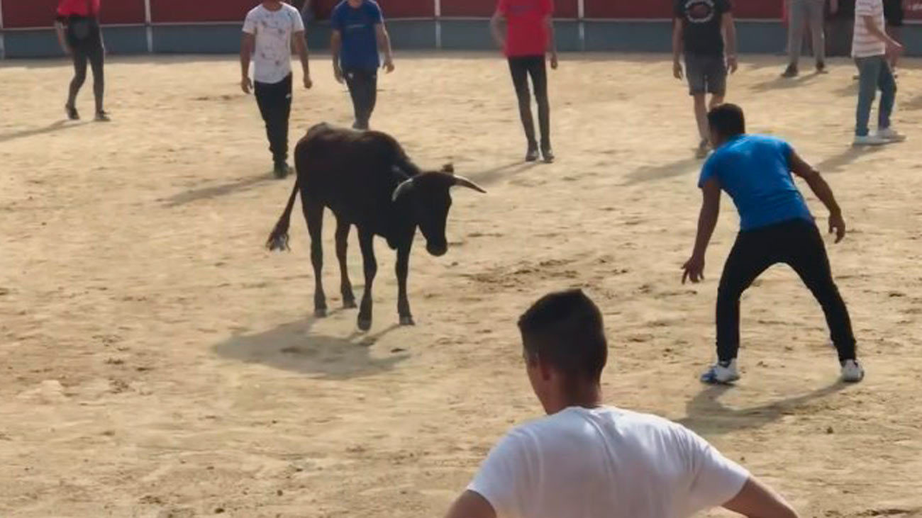 Reducido a tiros un novillo que escapó del encierro de Galapagar