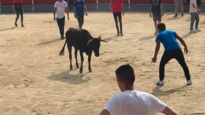 Reducido a tiros un novillo que escapó del encierro de Galapagar