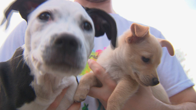 Perros drogados y maltratados para mendigar