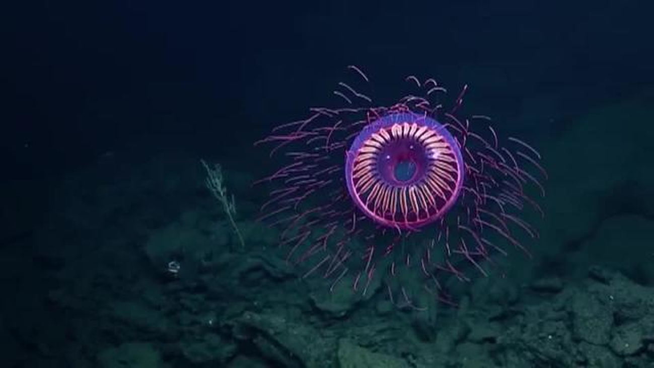 Iluminados por medusas