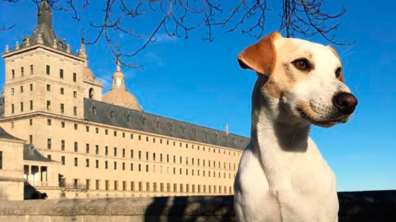 Pipper, el primer perro influencer español