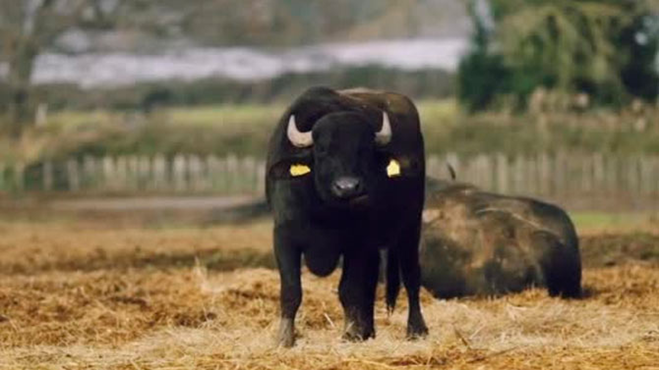 Unos búfalos muy castizos