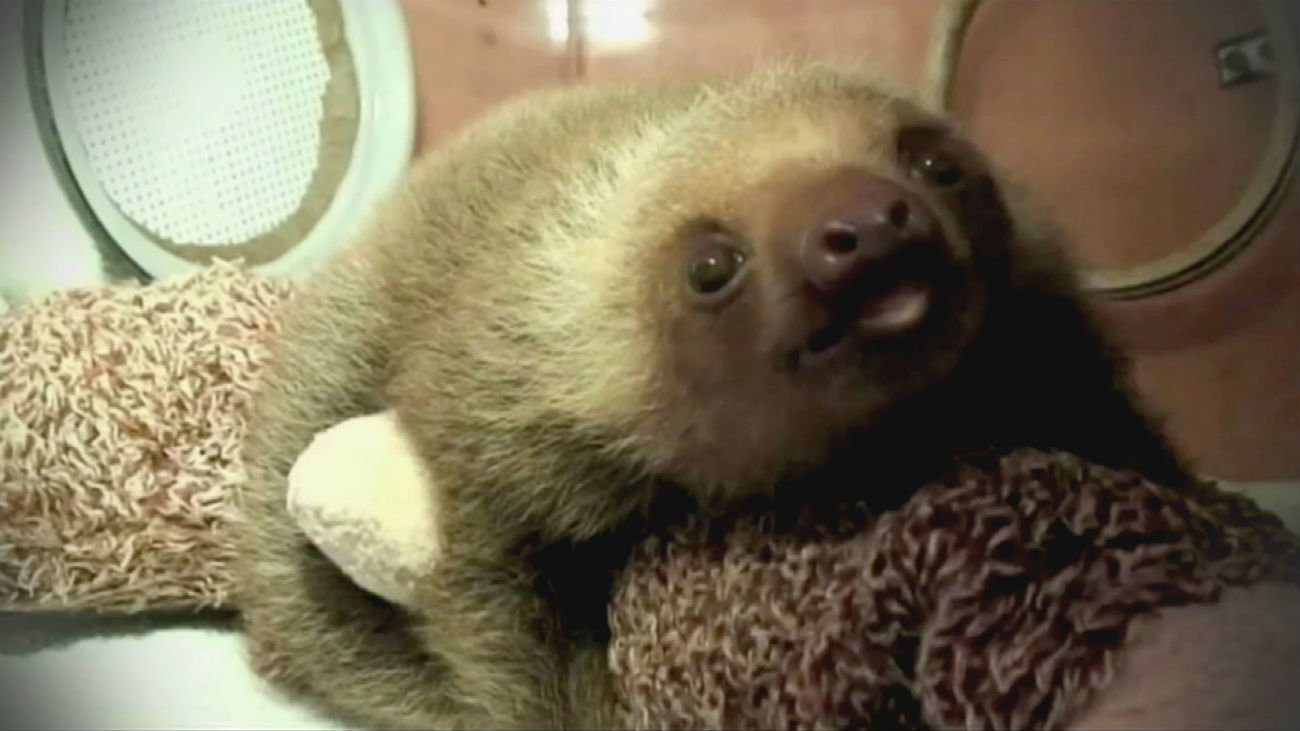 Jude, la gran amiga de los osos perezosos de Costa Rica