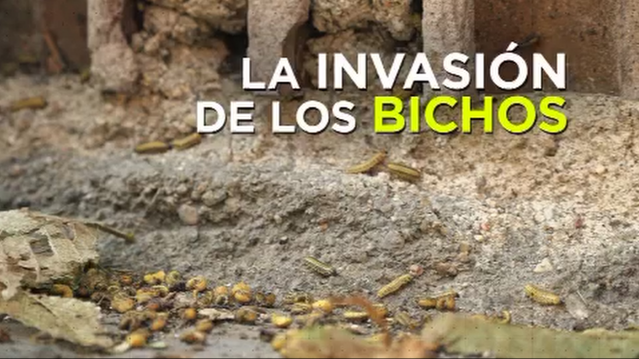 Plaga de bichos en Vallecas