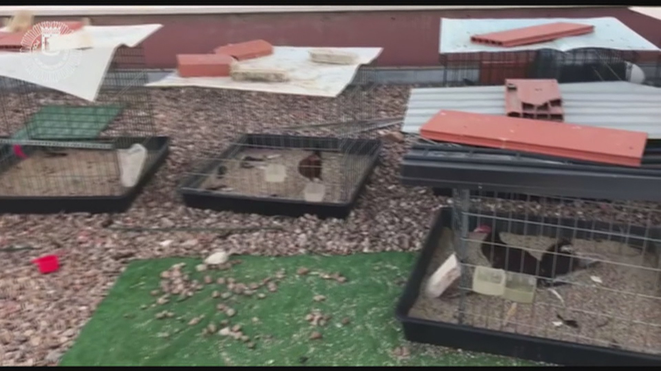 La Policía rescata 18 gallos de pelea en un criadero ilegal de Villaverde