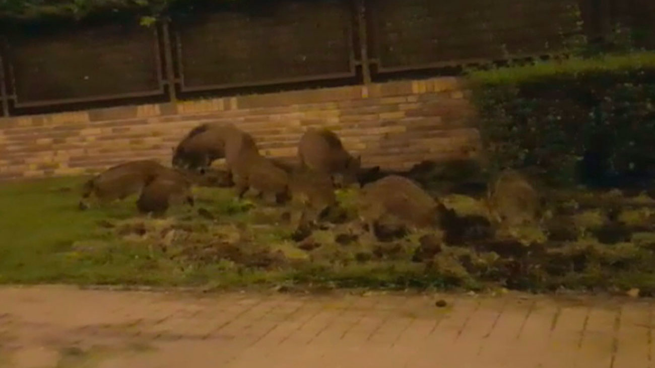Los jabalíes campan a sus anchas por Las Rozas