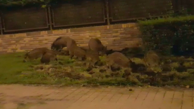 Los jabalíes campan a sus anchas por Las Rozas