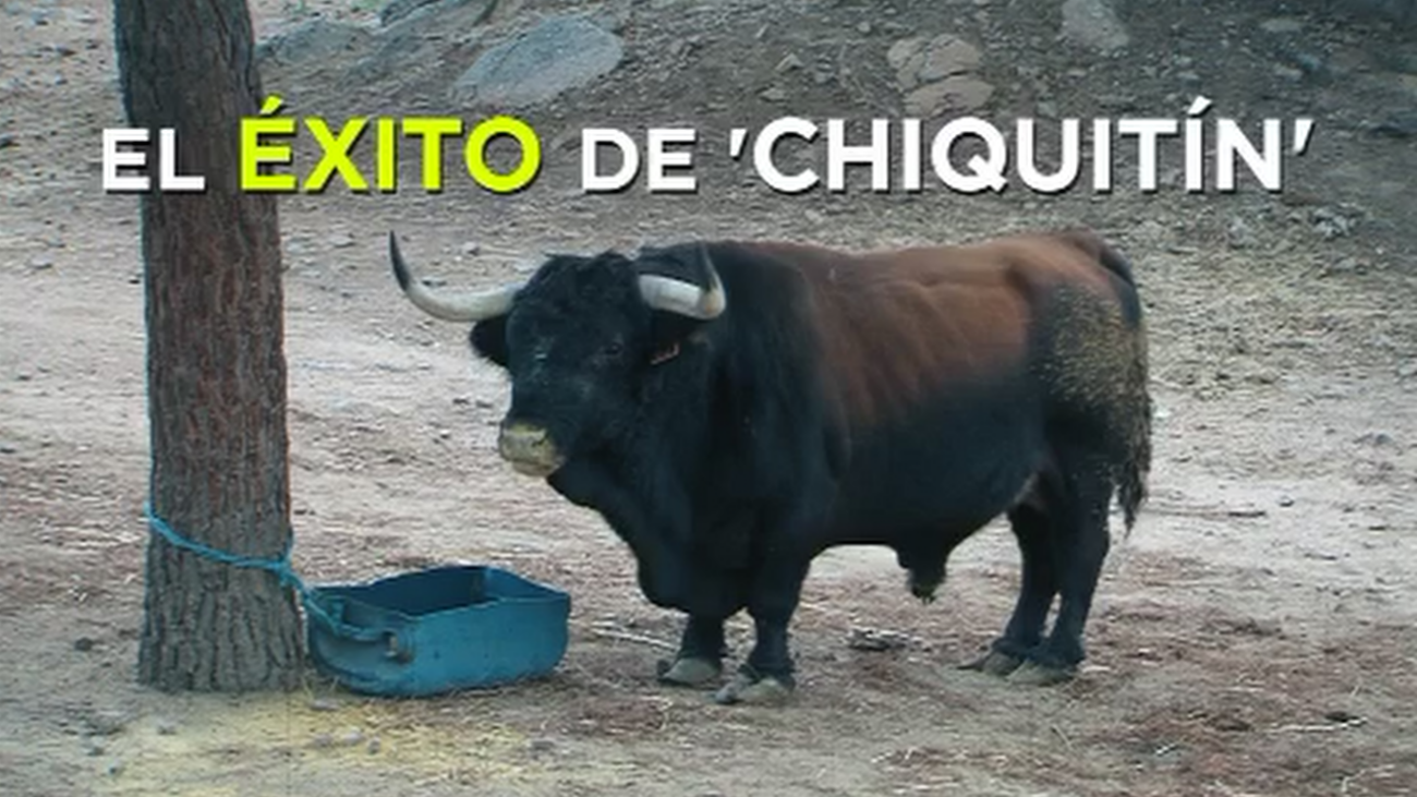 El toro más pequeño del mundo es madrileño