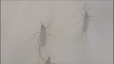 Plaga del mosquito tigre en Velilla de San Antonio