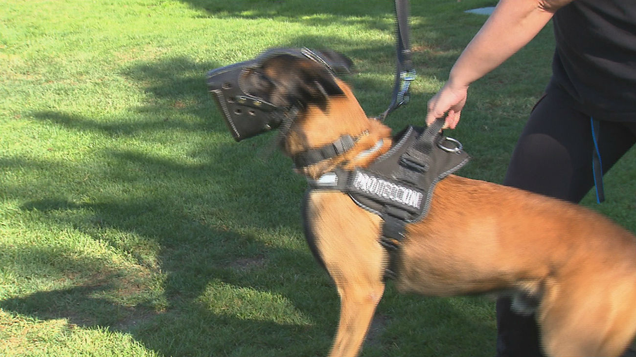 Proyecto "Pepo",  perros contra el maltrato