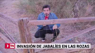 Quejas en Las Rozas por la invasión de jabalíes