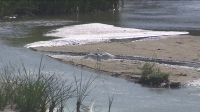 Rutas guiadas por el Manzanares para observar las aves