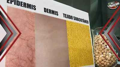 ¿Qué pasa con la grasa de más que ingerimos?