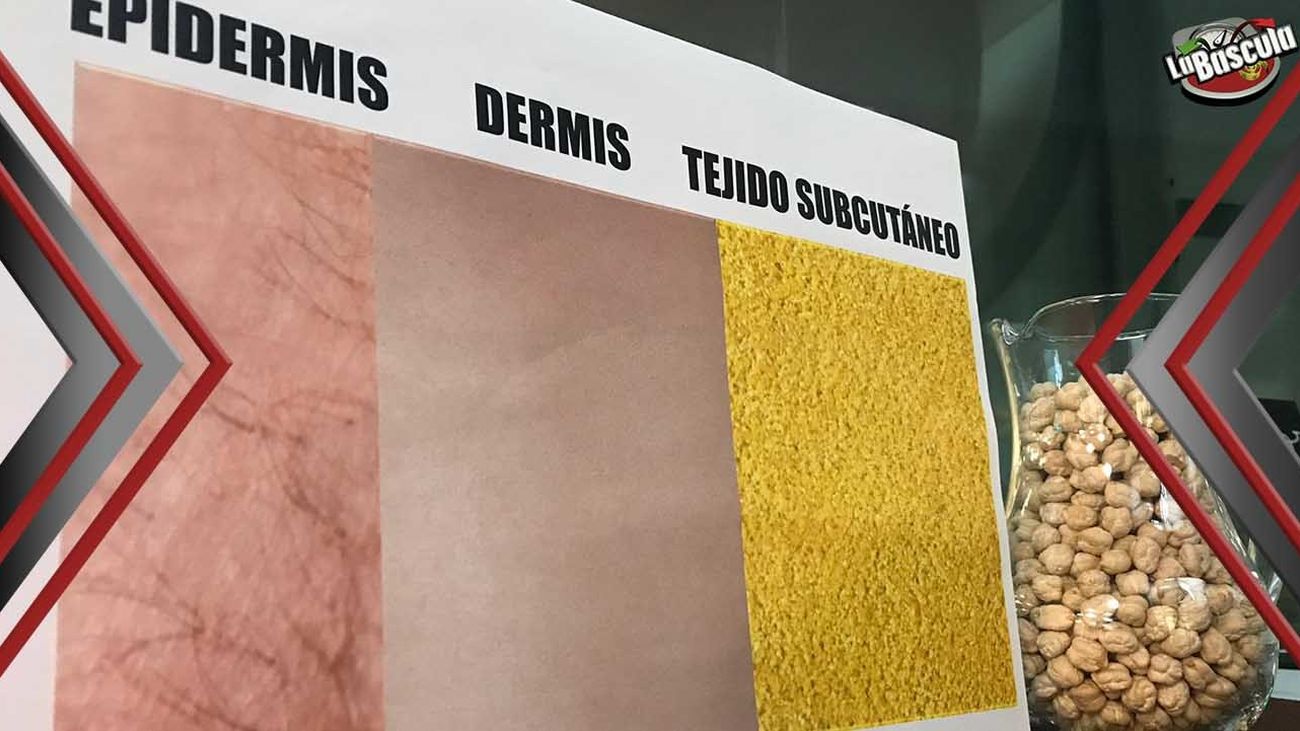 ¿Qué pasa con la grasa de más que ingerimos?