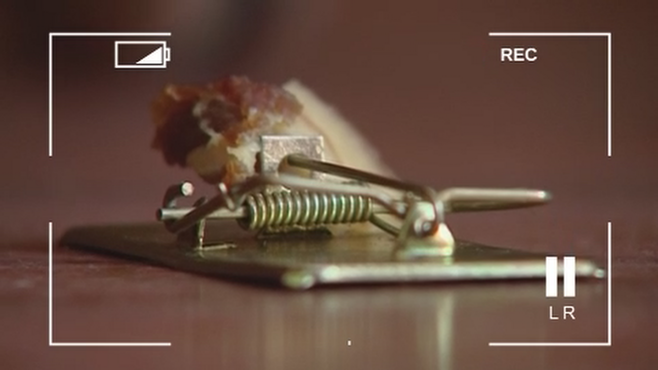 Hartos de las ratas en San Sebastián de los Reyes