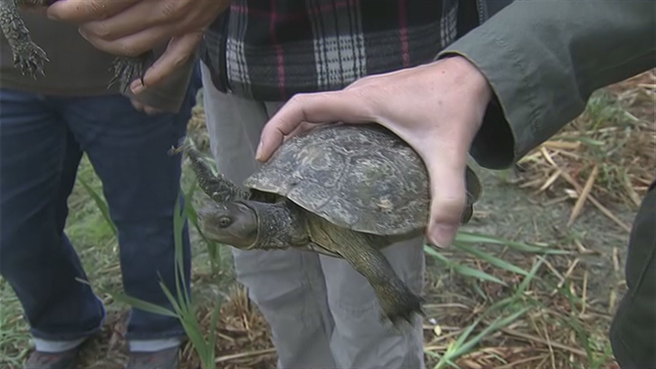 Los galápagos vuelven al Río Manzanares