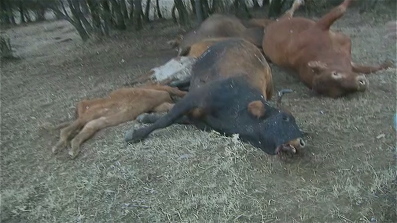 Un rayo acaba con 9 reses en Prádena del Rincón