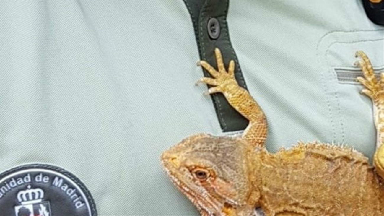 Recogen un dragón barbudo en el jardín de un chalet