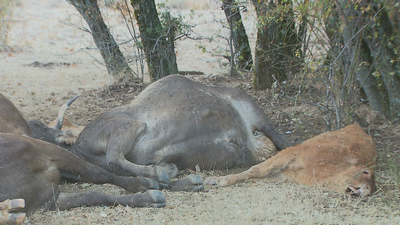 Ganaderos y agricultores sin seguro por los elevados costes