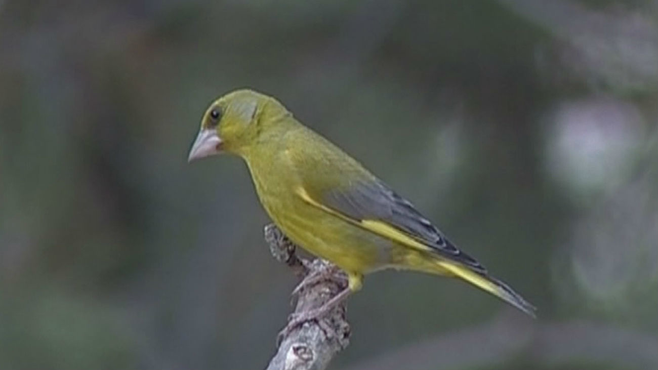 Las aves captoras ya no se capturan en nuestra comunidad