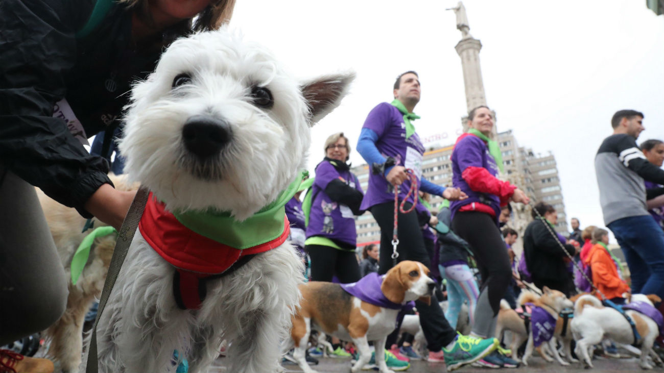 Más de 4.000 participantes corren junto a sus mascotas en la VII edición de Perrotón