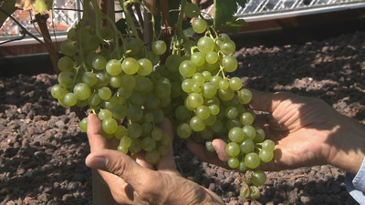 Un viñedo solidario en pleno centro de Madrid